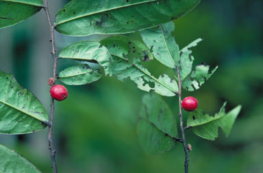 APII jpeg image of Diospyros pluviatilis  © contact APII