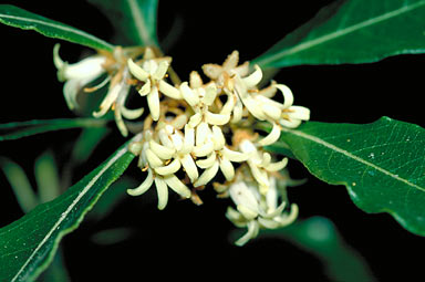 APII jpeg image of Pittosporum venulosum  © contact APII