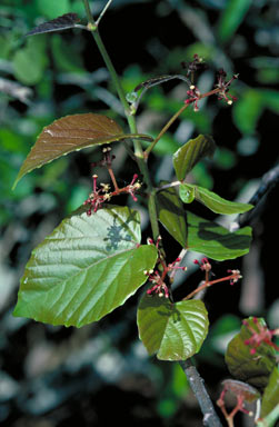 APII jpeg image of Cissus pentaclada  © contact APII