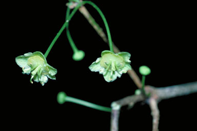 APII jpeg image of Actephila longipedicellata  © contact APII