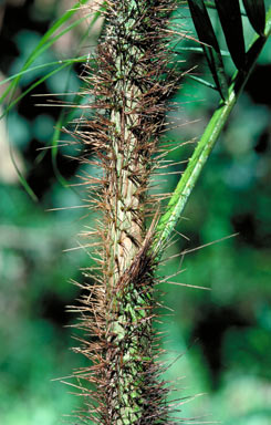 APII jpeg image of Calamus warburgii  © contact APII