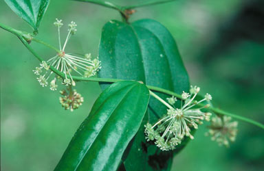 APII jpeg image of Smilax aculeatissima  © contact APII