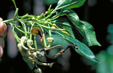 APII jpeg image of Aristolochia indica  © contact APII