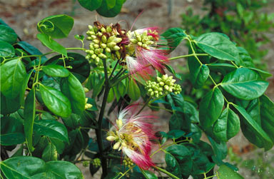 APII jpeg image of Archidendron grandiflorum  © contact APII