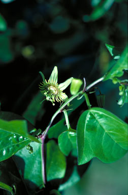 APII jpeg image of Passiflora suberosa  © contact APII