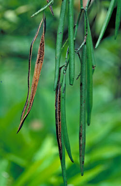 APII jpeg image of Pseudovanilla foliata  © contact APII