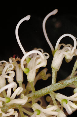 APII jpeg image of Grevillea baileyana  © contact APII