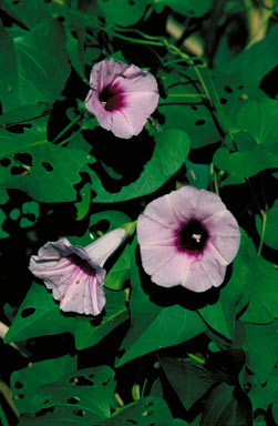 APII jpeg image of Ipomoea littoralis  © contact APII