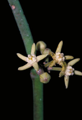 APII jpeg image of Cynanchum viminale subsp. brunonianum  © contact APII