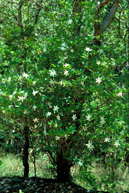 APII jpeg image of Gardenia scabrella  © contact APII