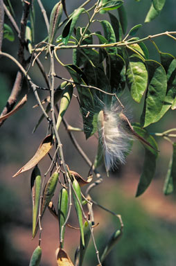 APII jpeg image of Leichhardtia cymulosa  © contact APII