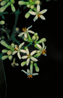 APII jpeg image of Coelospermum paniculatum  © contact APII