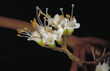 APII jpeg image of Callicarpa longifolia  © contact APII