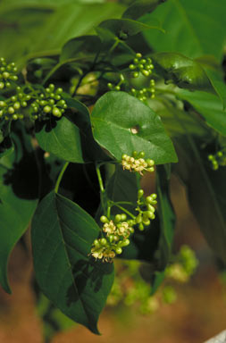 APII jpeg image of Cordia dichotoma  © contact APII