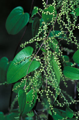 APII jpeg image of Dioscorea transversa  © contact APII