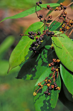 APII jpeg image of Cleistanthus hylandii  © contact APII