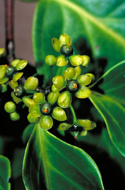 APII jpeg image of Salacia chinensis  © contact APII