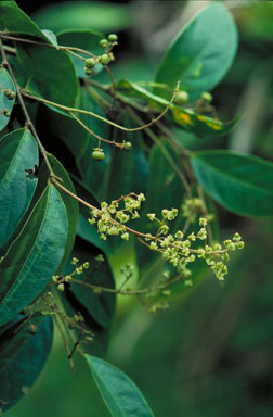 APII jpeg image of Phyllanthus clamboides  © contact APII