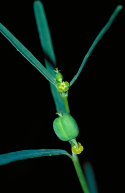 APII jpeg image of Euphorbia tannensis subsp. eremophila  © contact APII