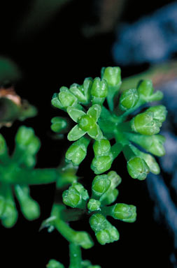 APII jpeg image of Tetrastigma petraeum  © contact APII