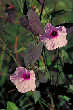 APII jpeg image of Ipomoea gracilis  © contact APII