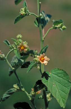 APII jpeg image of Sida cordifolia  © contact APII