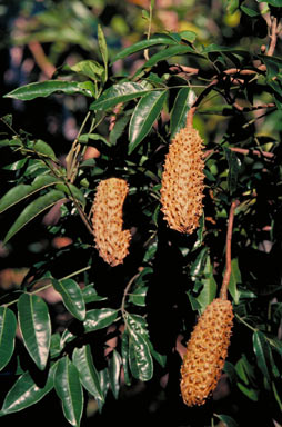 APII jpeg image of Flindersia acuminata  © contact APII