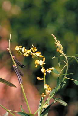 APII jpeg image of Crotalaria lanceolata  © contact APII