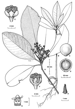 APII jpeg image of Beilschmiedia volckii  © contact APII