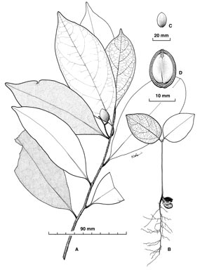 APII jpeg image of Cryptocarya glaucocarpa  © contact APII