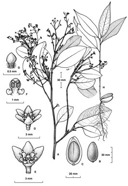 APII jpeg image of Endiandra sideroxylon  © contact APII