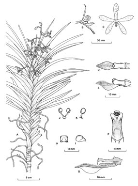 APII jpeg image of Dipodium pictum  © contact APII