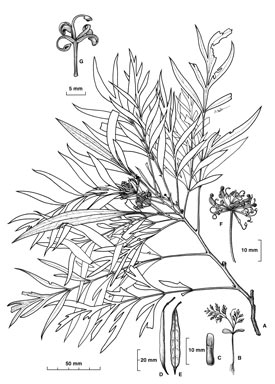 APII jpeg image of Stenocarpus davallioides  © contact APII