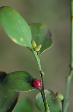 APII jpeg image of Dendromyza reinwardtiana  © contact APII