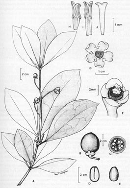 APII jpeg image of Ternstroemia cherryi  © contact APII