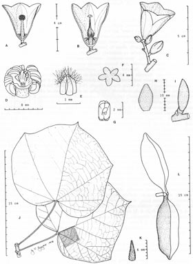 APII jpeg image of Brachychiton velutinosus  © contact APII