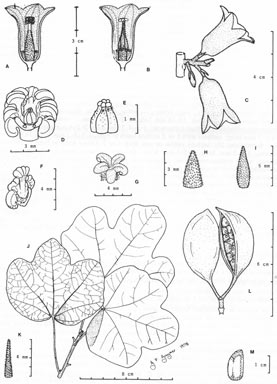 APII jpeg image of Brachychiton garrawayae  © contact APII