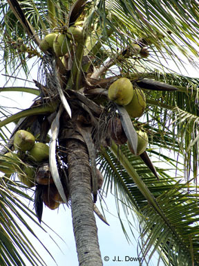 APII jpeg image of Cocos nucifera  © contact APII