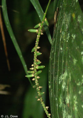 APII jpeg image of Linospadix apetiolatus  © contact APII