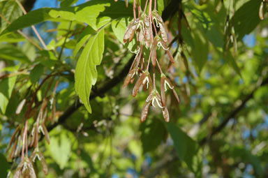 APII jpeg image of Acer negundo  © contact APII