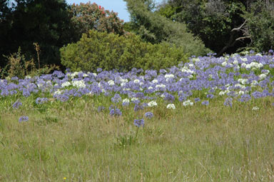 APII jpeg image of Agapanthus praecox subsp. orientalis  © contact APII