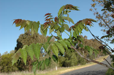 APII jpeg image of Ailanthus altissima  © contact APII