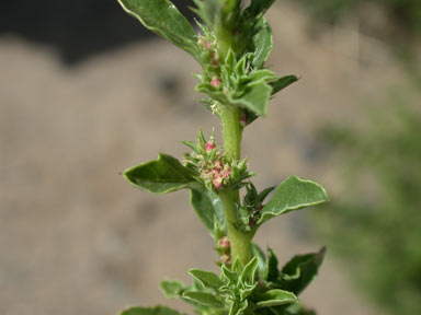 APII jpeg image of Amaranthus albus  © contact APII