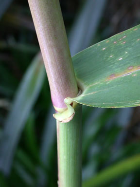 APII jpeg image of Arundo donax  © contact APII