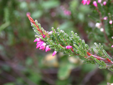 APII jpeg image of Calluna vulgaris  © contact APII