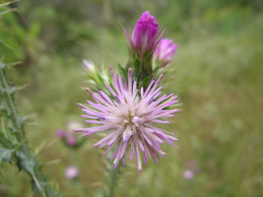 APII jpeg image of Carduus tenuiflorus  © contact APII