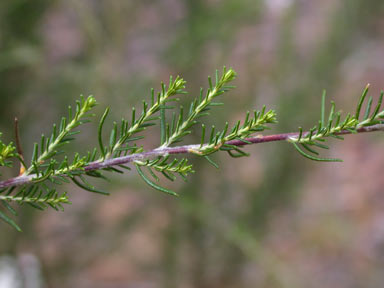 APII jpeg image of Cassinia arcuata  © contact APII