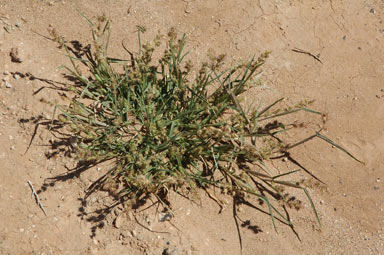 APII jpeg image of Cenchrus spinifex  © contact APII