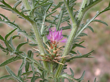 APII jpeg image of Centaurea calcitrapa  © contact APII