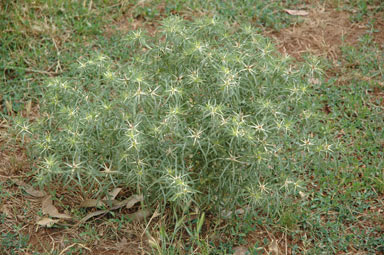 APII jpeg image of Centaurea calcitrapa  © contact APII